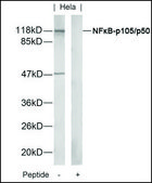 Anti-NFKB1 (Ab-907) antibody produced in rabbit affinity isolated antibody