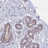 Anti-PTHLH antibody produced in rabbit Prestige Antibodies&#174; Powered by Atlas Antibodies, affinity isolated antibody, buffered aqueous glycerol solution