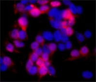 Monoclonal Anti-c-Myc antibody produced in mouse clone 9E10, ascites fluid