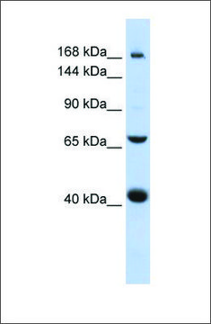 Anti-ABCC9 antibody produced in rabbit affinity isolated antibody