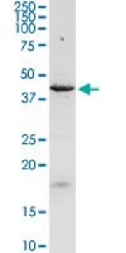 Anti-C17orf75 antibody produced in rabbit purified immunoglobulin, buffered aqueous solution