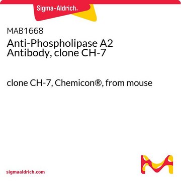 Anti-Phospholipase A2 Antibody, clone CH-7 clone CH-7, Chemicon&#174;, from mouse