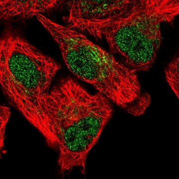 Anti-SFXN5 antibody produced in rabbit Prestige Antibodies&#174; Powered by Atlas Antibodies, affinity isolated antibody