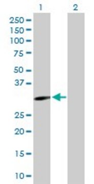 Anti-EPHA10 antibody produced in rabbit purified immunoglobulin, buffered aqueous solution