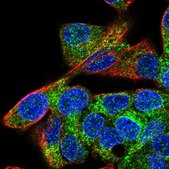Anti-MIA2 antibody produced in rabbit Prestige Antibodies&#174; Powered by Atlas Antibodies, affinity isolated antibody, buffered aqueous glycerol solution