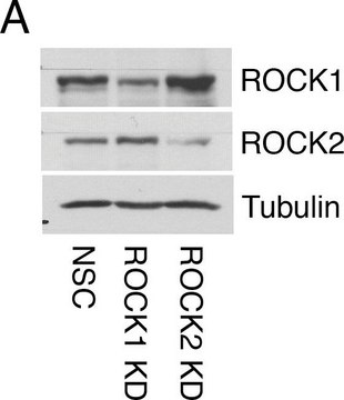 Anti-&#945;-Tubulin antibody, Mouse monoclonal clone DM1A, purified from hybridoma cell culture