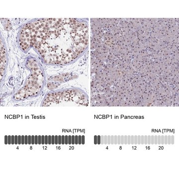 Anti-NCBP1 antibody produced in rabbit Prestige Antibodies&#174; Powered by Atlas Antibodies, affinity isolated antibody, buffered aqueous glycerol solution