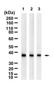 Anti-MR1 Antibody, clone 1D18 ZooMAb&#174; Rabbit Monoclonal recombinant, expressed in HEK 293 cells