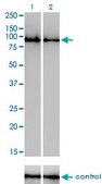 Monoclonal Anti-GOLGA5 antibody produced in mouse clone 6B3, purified immunoglobulin, buffered aqueous solution