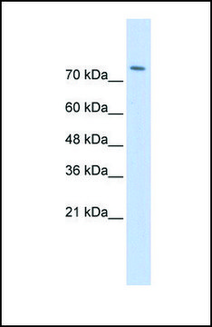 Anti-WWP2 antibody produced in rabbit affinity isolated antibody