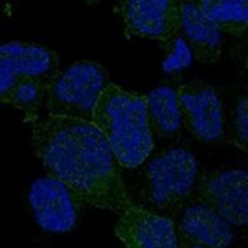 Anti-ITK antibody produced in rabbit Prestige Antibodies&#174; Powered by Atlas Antibodies, affinity isolated antibody, buffered aqueous glycerol solution