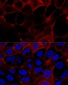 Anti-CD44 antibody produced in rabbit