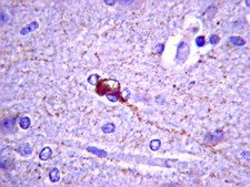 Anti-Somatostatin Antibody, clone YC7 culture supernatant, clone YC7, Chemicon&#174;