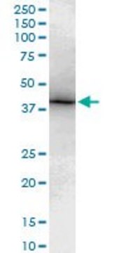 Monoclonal Anti-TBX6 antibody produced in mouse clone 3F11, purified immunoglobulin, buffered aqueous solution