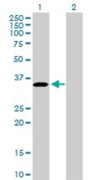 Anti-PROCR antibody produced in rabbit purified immunoglobulin, buffered aqueous solution