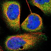 Anti-TRIM4 antibody produced in rabbit Prestige Antibodies&#174; Powered by Atlas Antibodies, affinity isolated antibody, buffered aqueous glycerol solution