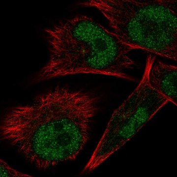 Anti-ELAC1 antibody produced in rabbit Prestige Antibodies&#174; Powered by Atlas Antibodies, affinity isolated antibody