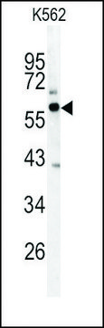 Anti-FNTB (N-term) antibody produced in rabbit IgG fraction of antiserum, buffered aqueous solution