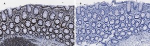 Anti-trimethyl-Histone H3 (Lys4) Antibody, clone MC315, ZooMAb&#174; Rabbit Monoclonal recombinant, expressed in HEK 293 cells