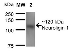 Monoclonal Anti-Neuroligin 3 antibody produced in mouse clone S110-29, purified immunoglobulin