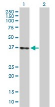 Anti-LZTFL1 antibody produced in rabbit purified immunoglobulin, buffered aqueous solution