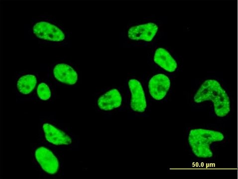 Monoclonal Anti-PKN1 antibody produced in mouse clone 1B10, purified immunoglobulin, buffered aqueous solution