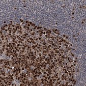 Anti-PCNA antibody produced in rabbit Prestige Antibodies&#174; Powered by Atlas Antibodies, affinity isolated antibody, buffered aqueous glycerol solution, ab2