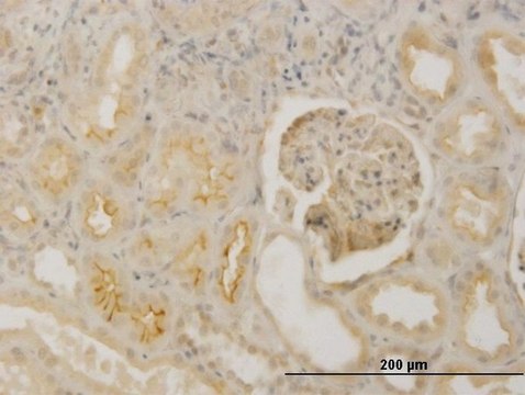 Monoclonal Anti-FBN1 antibody produced in mouse clone 3H6, purified immunoglobulin, buffered aqueous solution