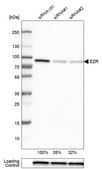 Monoclonal Anti-EZR antibody produced in mouse Prestige Antibodies&#174; Powered by Atlas Antibodies, clone CL2384, purified immunoglobulin, buffered aqueous glycerol solution