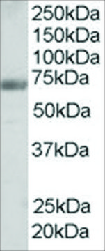 Anti-FBP17/FNBP1 antibody produced in goat affinity isolated antibody, buffered aqueous solution