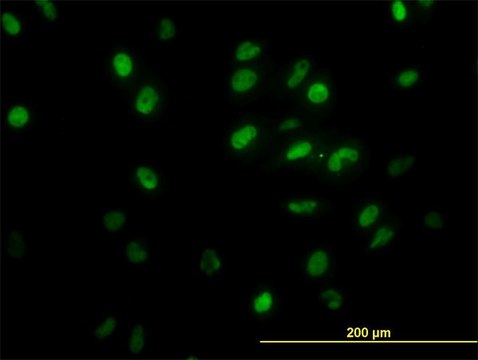 Monoclonal Anti-GTF2I, (C-terminal) antibody produced in mouse clone 2D6, purified immunoglobulin, buffered aqueous solution