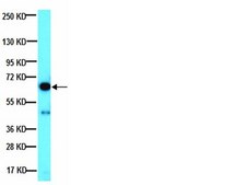 Anti-PP2A Antibody, Catalytic subunit Upstate&#174;, from rabbit