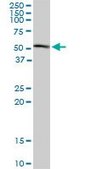 Monoclonal Anti-HDAC3 antibody produced in mouse clone 3E11, purified immunoglobulin, buffered aqueous solution