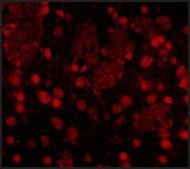 Anti-FTO antibody produced in rabbit affinity isolated antibody, buffered aqueous solution