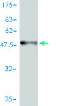 Monoclonal Anti-BAMBI antibody produced in mouse clone 3C1-1D1, purified immunoglobulin, buffered aqueous solution