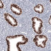 Monoclonal Anti-PAX2 antibody produced in mouse Prestige Antibodies&#174; Powered by Atlas Antibodies, clone CL9469, purified immunoglobulin, buffered aqueous glycerol solution
