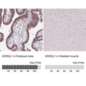Anti-ASRGL1 antibody produced in rabbit Prestige Antibodies&#174; Powered by Atlas Antibodies, affinity isolated antibody, buffered aqueous glycerol solution