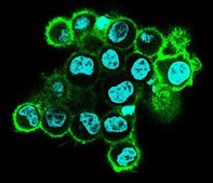 BioTracker&#8482; MemBright 488 Live Cell Dye