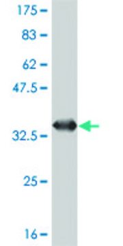 Monoclonal Anti-SNAPC5 antibody produced in mouse clone 5C3, purified immunoglobulin, buffered aqueous solution
