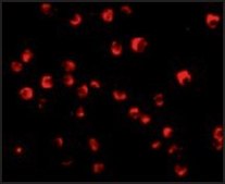 Anti-Caspase-8 antibody produced in rabbit affinity isolated antibody, buffered aqueous solution