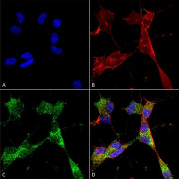 Monoclonal Anti-Ataxin - Percp antibody produced in mouse clone S76-8, purified immunoglobulin