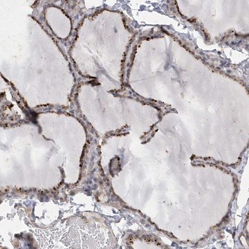 Anti-ANAPC1 antibody produced in rabbit Prestige Antibodies&#174; Powered by Atlas Antibodies, affinity isolated antibody, buffered aqueous glycerol solution