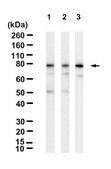 Anti-DCLK1-L Antibody, clone 1D16 ZooMAb&#174; Rabbit Monoclonal recombinant, expressed in HEK 293 cells