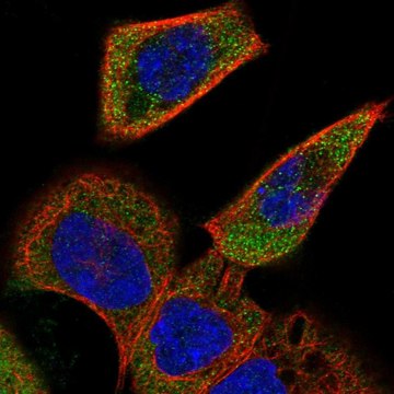 Anti-ACOXL antibody produced in rabbit Prestige Antibodies&#174; Powered by Atlas Antibodies, affinity isolated antibody, buffered aqueous glycerol solution