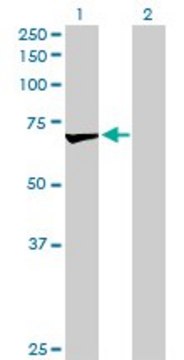 Anti-OXSR1 antibody produced in rabbit purified immunoglobulin, buffered aqueous solution