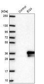 Anti-EI24 antibody produced in rabbit Prestige Antibodies&#174; Powered by Atlas Antibodies, affinity isolated antibody, buffered aqueous glycerol solution