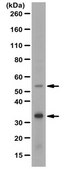 Anti-PD-L1 Antibody/CD274 1&#160;mg/mL, from rabbit