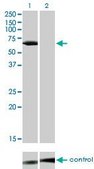 Monoclonal Anti-LCK antibody produced in mouse clone 3F7-F5, purified immunoglobulin, buffered aqueous solution