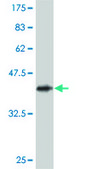 Monoclonal Anti-USP29 antibody produced in mouse clone 1A8, purified immunoglobulin, buffered aqueous solution