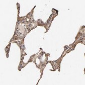 Anti-VSIG4 antibody produced in rabbit affinity isolated antibody, buffered aqueous glycerol solution